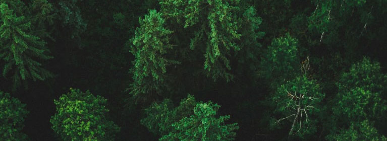 Qpes News Fortuna Services